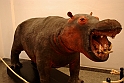 Museo Di Scienze Naturali - Animali 65